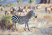 Picture 'KT1_28_11 Zebra, Tanzania, Tarangire'